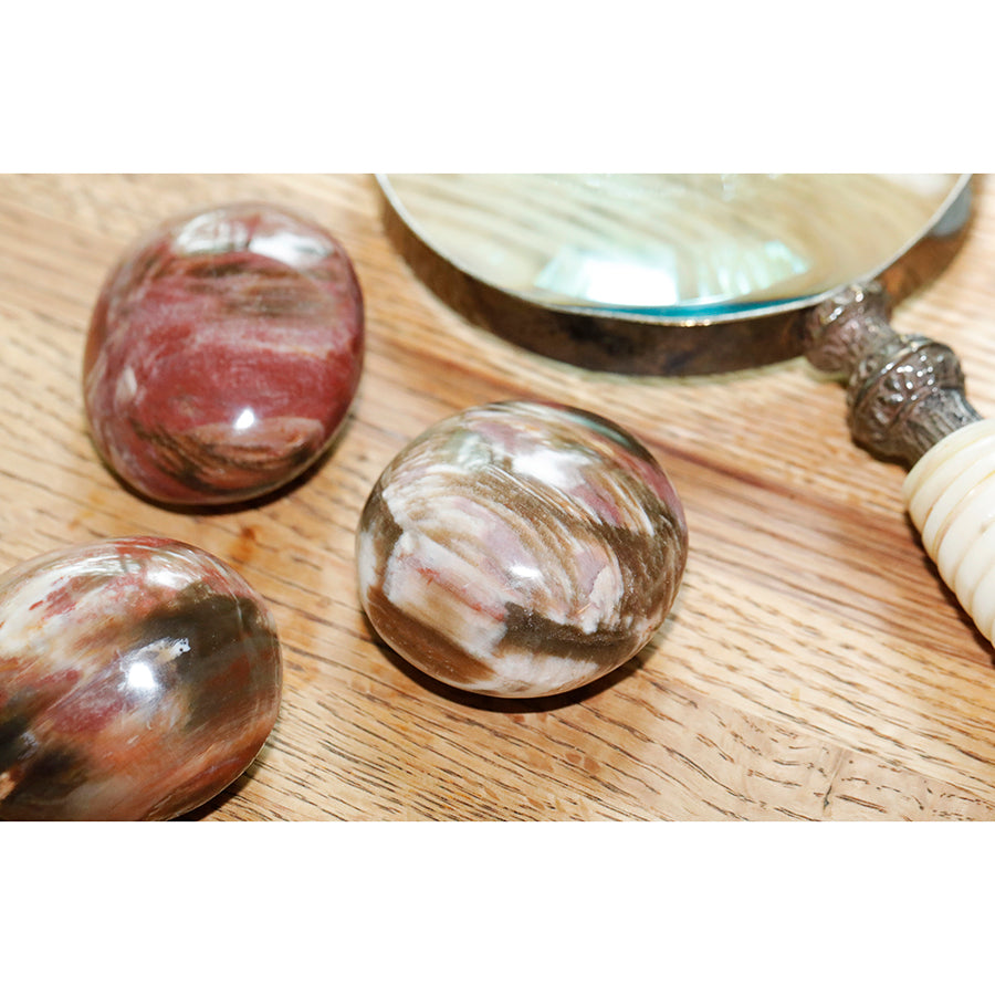Petrified Wood Agate Pebble Specimen 40x55mm (60-90 grams) - DS ROCK SHOP