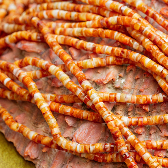 The Difference Between Spiny Oyster and Lion's Paw Shells