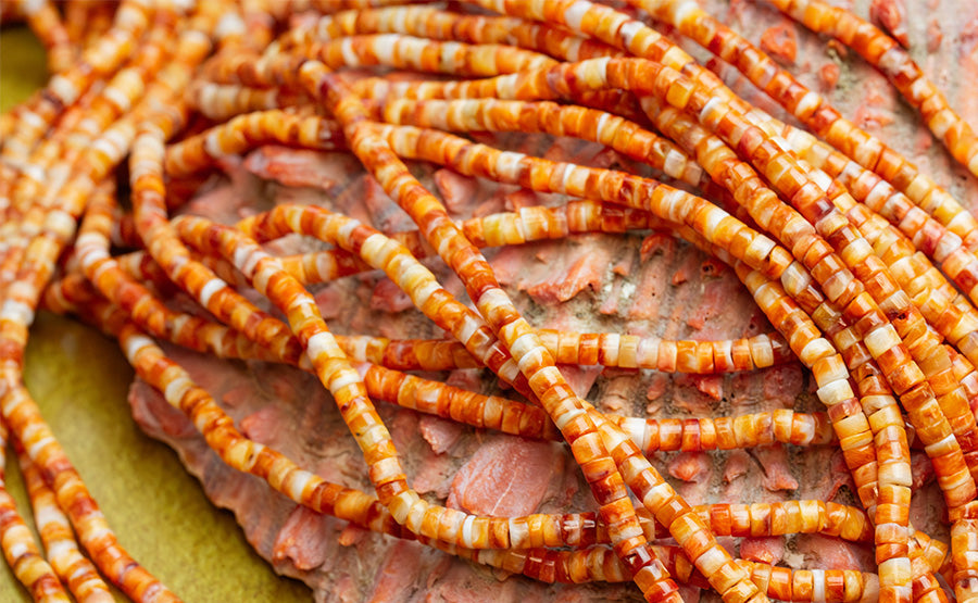 The Difference Between Spiny Oyster and Lion's Paw Shells