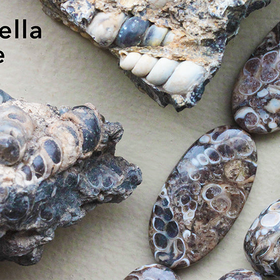 Turritella Agate - That's Not My Name!