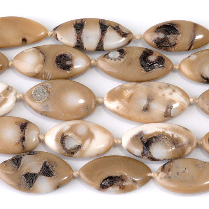 Turban Snail 13x25-15x26mm Marquise Beads - 15-16 Inch