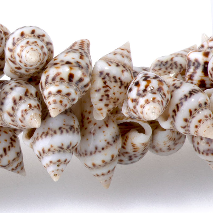 Spiral Shell 6-14mm Center Drilled Shell- 15-16 Inch