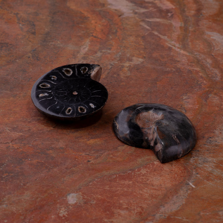 Ammonite 40-50mm Pair - DS ROCK SHOP