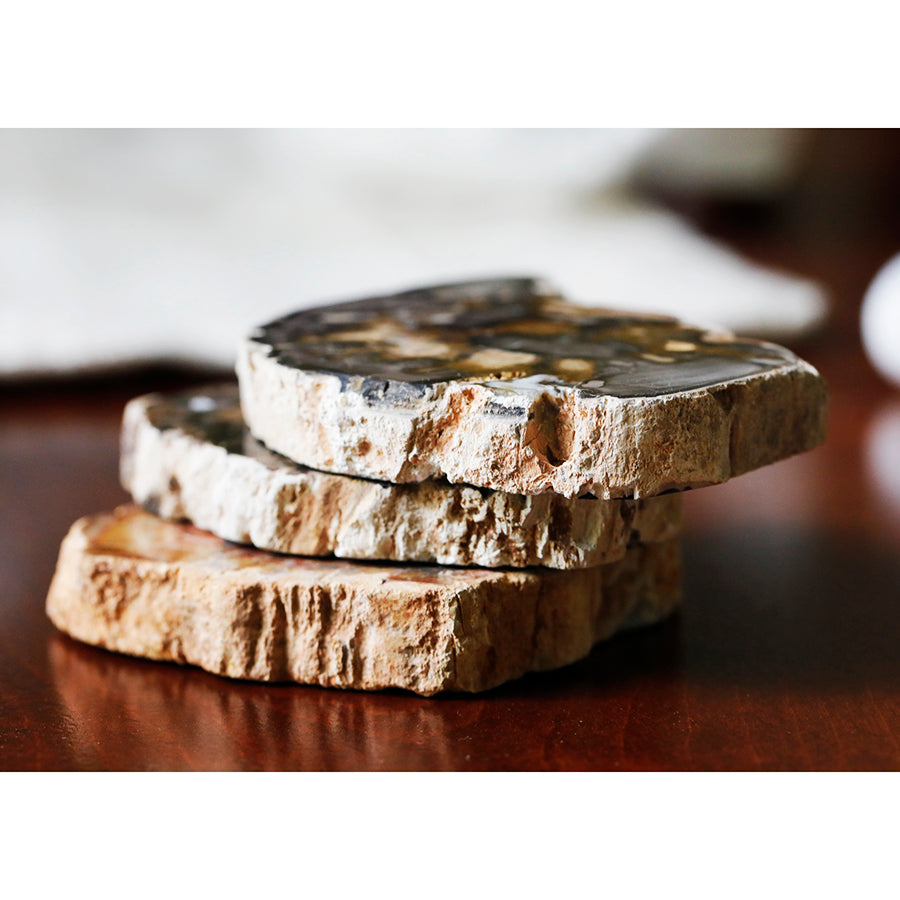 Petrified Wood Agate Slab Specimen 3-4 Inches (85-230 grams) - DS ROCK SHOP