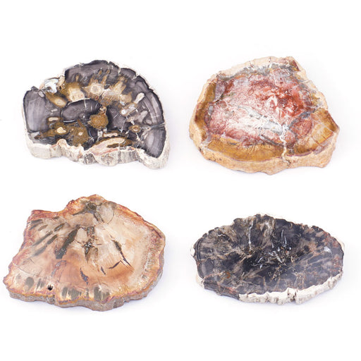 This is a Dakota Stones Petrified Wood Slab specimen from the Dakota Stones collection.
